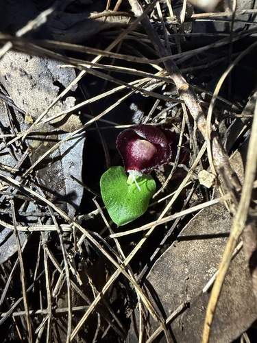 western helmet orchid