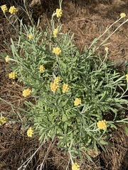 Helichrysum arenarium