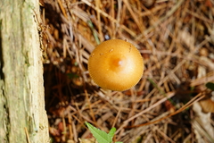 Amanita sinicoflava