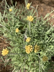 Helichrysum arenarium