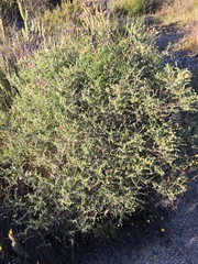 Brickellia frutescens
