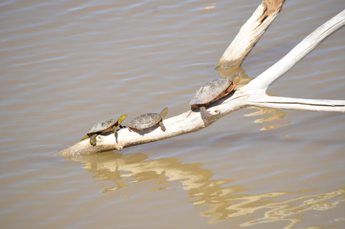 Big Bend Slider