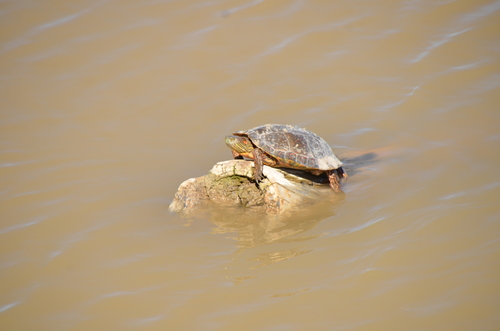 Big Bend Slider
