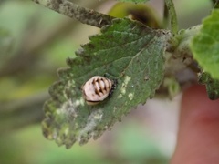 Cheilomenes propinqua