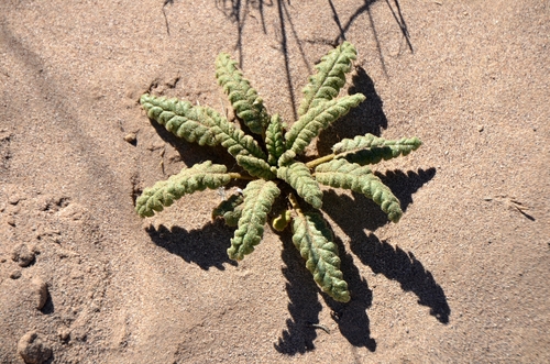 Gypsum Phacelia