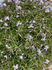 Phlox subulata