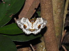 Abraxas amicula-illuminata