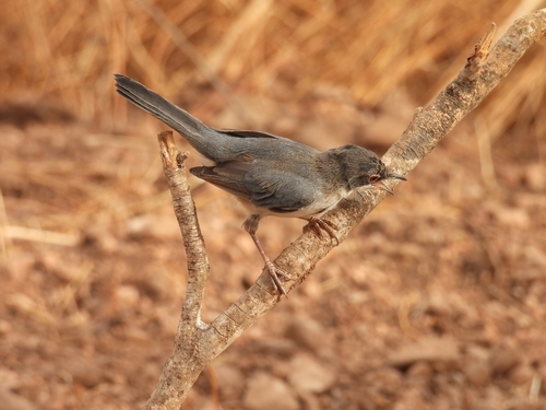 Sardinian Warbler