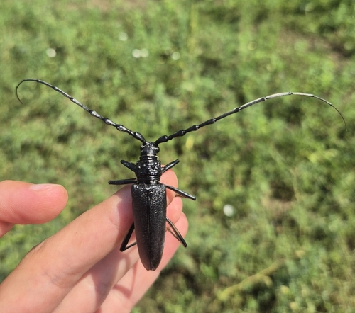 Great capricorn beetle