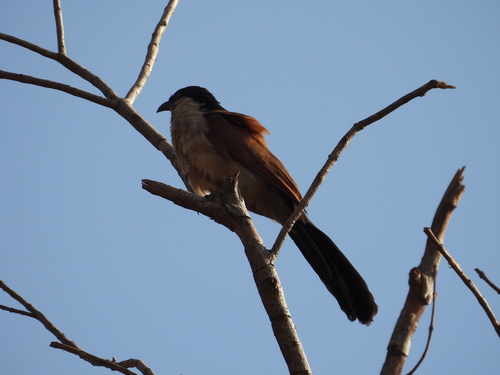 iNaturalist image