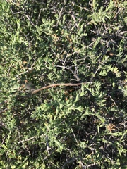 Brickellia frutescens