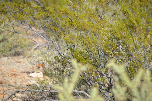 Black-tailed Gnatcatcher