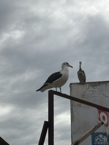 iNaturalist image