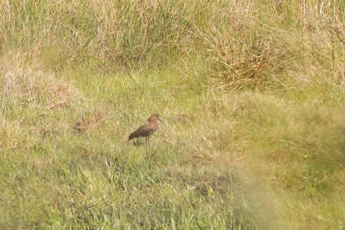 iNaturalist image