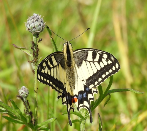 Old World Swallowtail