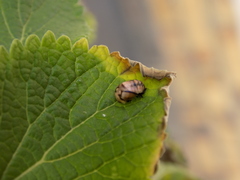 Cheilomenes propinqua
