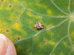 Cheilomenes propinqua