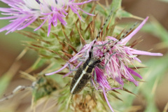 Agapanthia suturalis