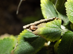 Cheilomenes propinqua