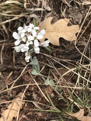 Noccaea fendleri