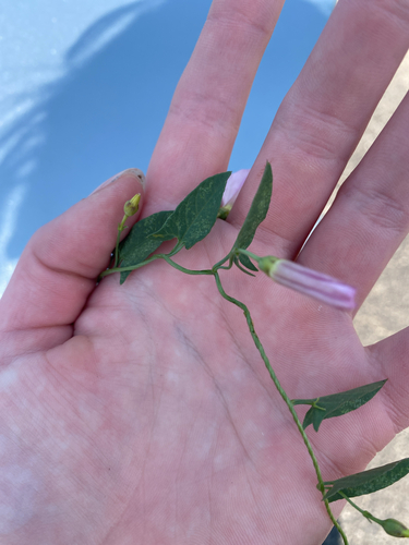 field bindweed