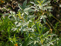 Tagetes lucida