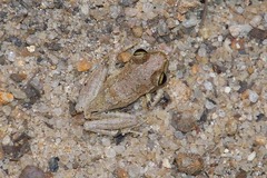 Boophis doulioti