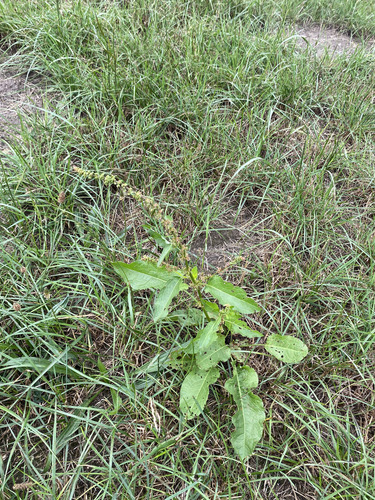 broad-leaved dock
