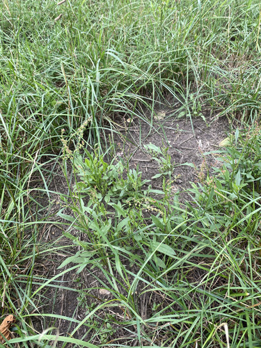Sheep's sorrel