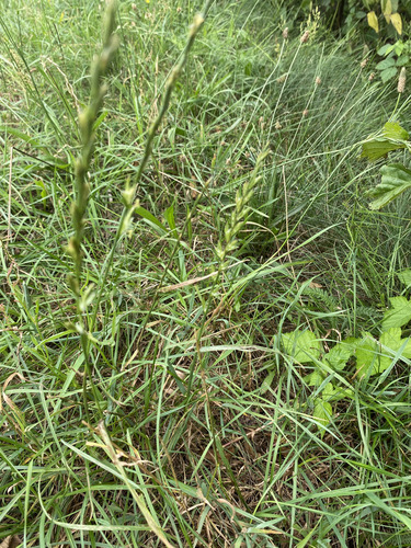 Perennial Ryegrass