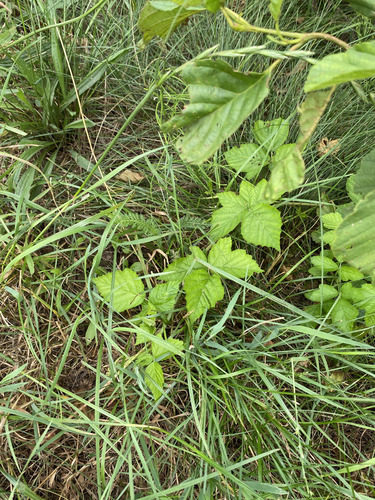 European dewberry