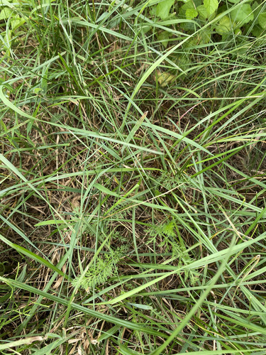 common yarrow