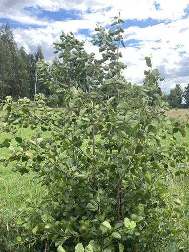 common alder