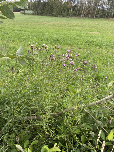 creeping thistle
