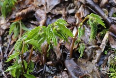Elatostema involucratum