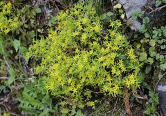 Sedum subtile