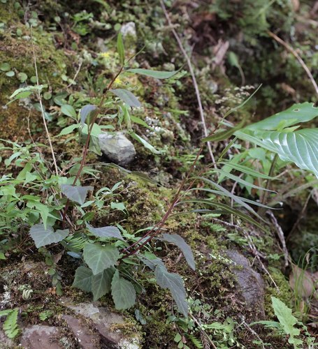 Adenophora takedae iNat (1)