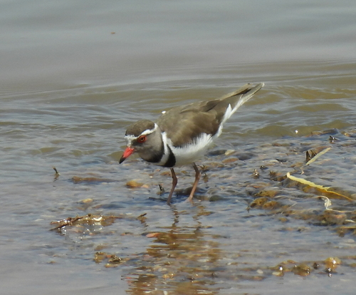 iNaturalist: (c) Francisco J. Serrano Eizaguerri, some rights reserved (CC BY-NC), uploaded by Francisco J. Serrano Eizaguerri iNaturalist image