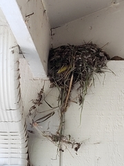 Empidonax difficilis