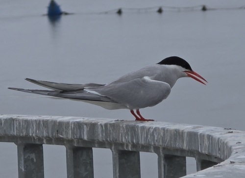 iNaturalist image