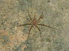 Hersilia asiatica
