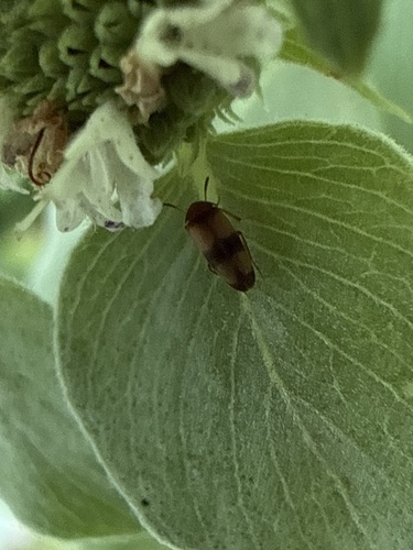 Three-banded False Flower Beetle
