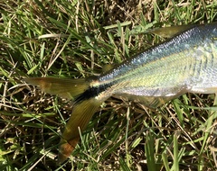 Oligosarcus jenynsii