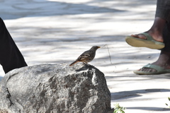 Histurgops ruficauda