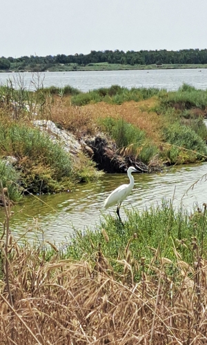 Little Egret