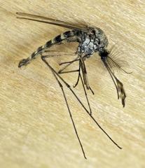 Aedes sticticus