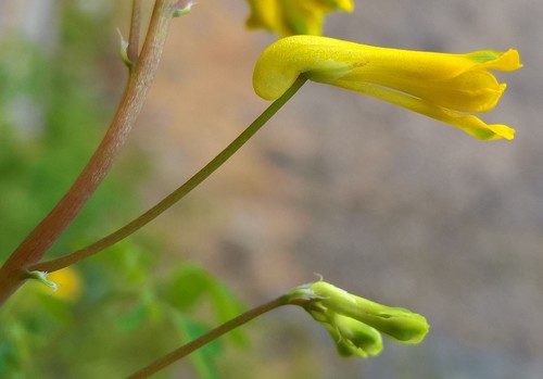 Yellow Corydalis