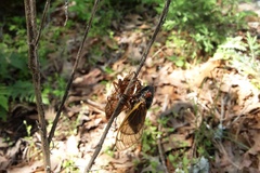 Magicicada septendecim