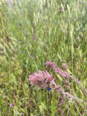 Anchusa undulata granatensis