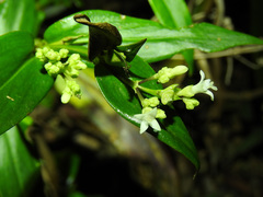 Hedyotis acutangula